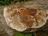 Funalia polyzona image
