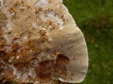 Funalia polyzona image