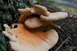 Laetiporus cincinnatus image