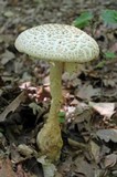 Amanita ravenelii image