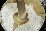 Amanita ravenelii image