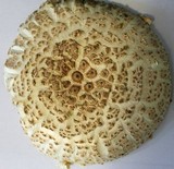 Amanita ravenelii image