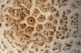 Amanita ravenelii image