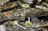 Chrysomphalina strombodes image