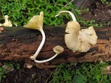 Chrysomphalina strombodes image