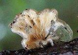 Hohenbuehelia mastrucata image