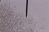 Hohenbuehelia mastrucata image