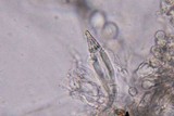 Hohenbuehelia mastrucata image
