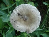 Amanita sect. Vaginatae image