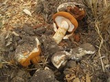 Battarrea phalloides image