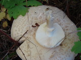 Amanita muscaria var. alba image
