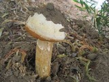 Battarrea phalloides image