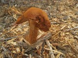 Battarrea phalloides image
