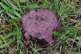 Calvatia cyathiformis image