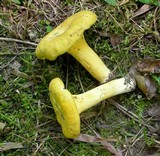 Cantharellus septentrionalis image