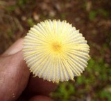 Leucocoprinus fragilissimus image