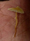 Leucocoprinus fragilissimus image