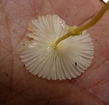 Leucocoprinus fragilissimus image