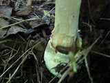 Amanita muscaria var. alba image