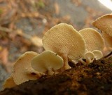 Panellus pusillus image