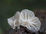 Hemimycena candida image