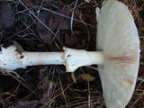 Amanita muscaria var. alba image