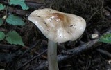 Hymenopellis megalospora image