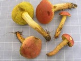 Boletus subfraternus image