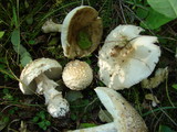 Amanita muscaria var. alba image
