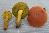 Boletus subfraternus image