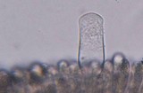 Hymenopellis megalospora image