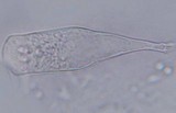 Hymenopellis megalospora image