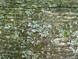 Physciella chloantha image