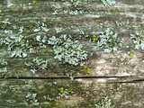 Physciella chloantha image