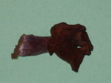 Gyromitra infula image