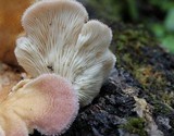 Lentinus strigosus image