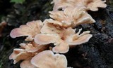 Panus neostrigosus image