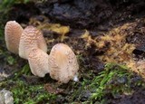 Coprinellus domesticus image