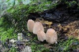 Coprinellus domesticus image