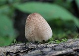 Coprinellus domesticus image