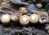 Cyathus stercoreus image