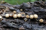 Cyathus stercoreus image