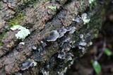 Resupinatus alboniger image