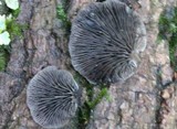 Resupinatus alboniger image