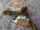 Boletus fraternus image