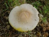 Amanita flavorubens image