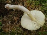 Amanita flavorubens image