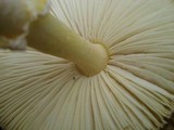 Amanita flavorubens image