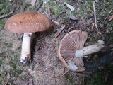 Psathyrella rugocephala image