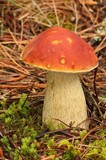Boletus rubriceps image